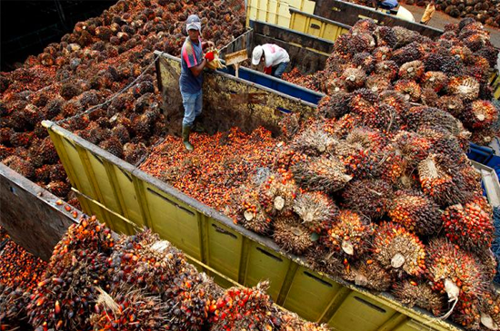 Crude Palm Oil (For import from Indonesia/Malaysia)